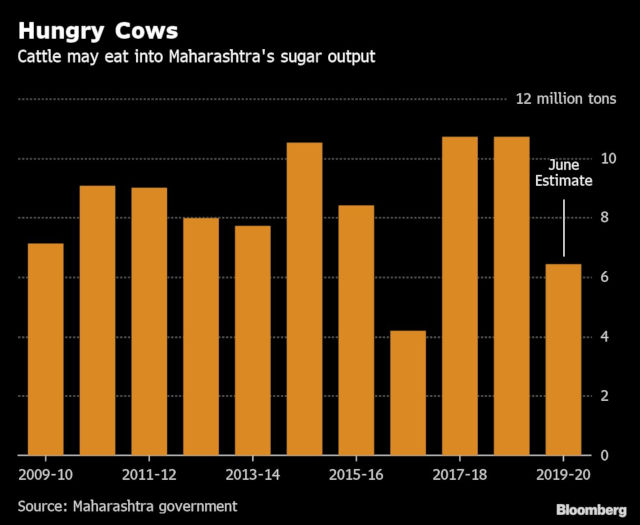 Hungry Cows