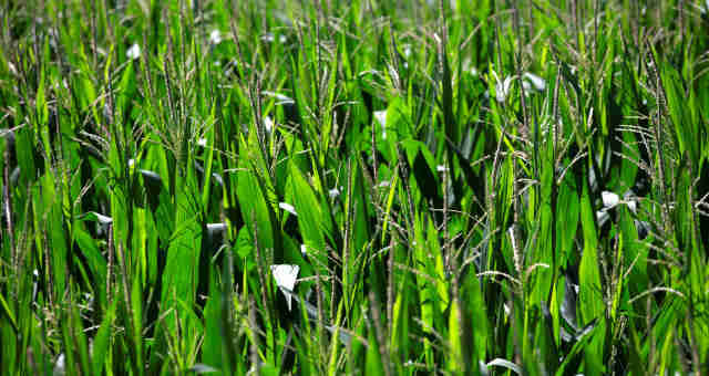 Agricultura Agronegócio Plantação