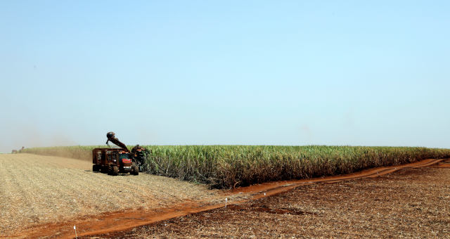 Cana de Açúcar Agronegócio