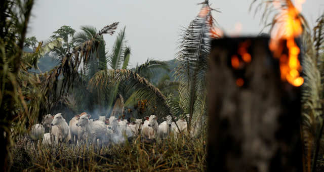 amazônia Meio ambiente