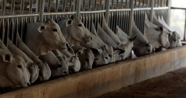 Vacas Gado Boi