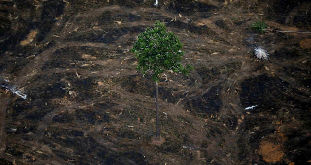 Amazônia Meio Ambiente