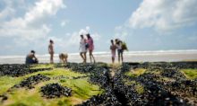 Nordeste Mancha Poluição Meio Ambiente Brasil