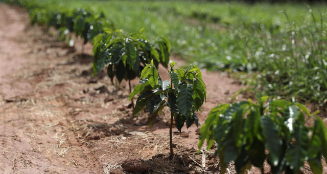 Café Cafeicultura Agricultura