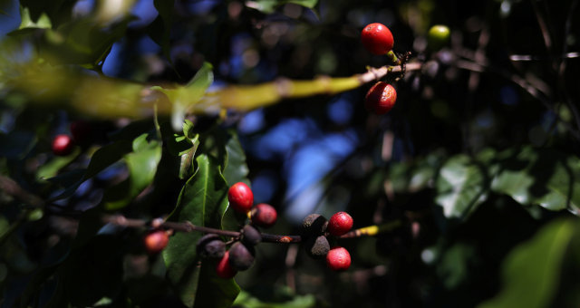 Café Cafeicultura Grãos Agricultura