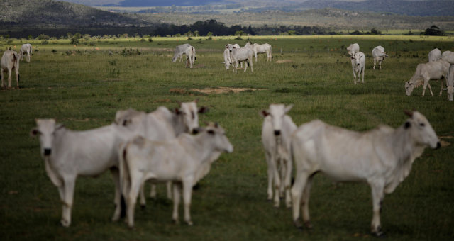 Gado Boi Agropecuária Agronegócio