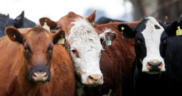 Boi Carnes Gado Agronegócio