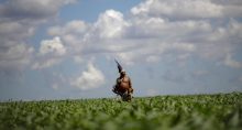 Índios Agricultura Agronegócio