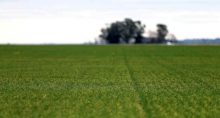 Campos de trigo em fazenda próxima de Azul, Argentina