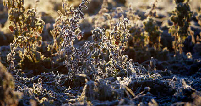 Campo coberto por geada em Latrille, França