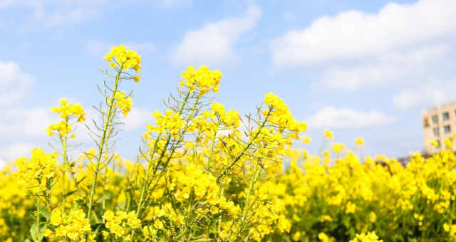 Canola