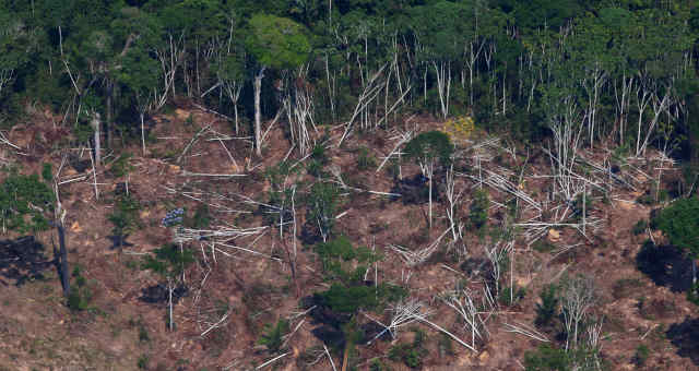 Amazônia Florestas