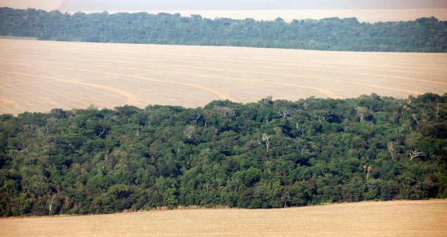 Meio Ambiente Amazônia Desmatamento Agronegócio