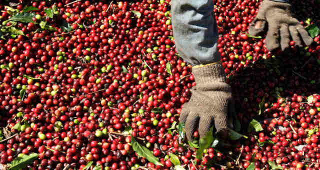 Café Grãos Agricultura Agronegócio