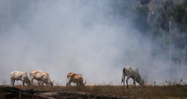 Gado Amazônia Desmatamento Meio Ambiente Agronegócio Agropecuária