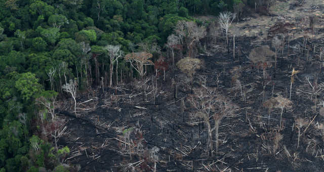 Amazonas, Floresta