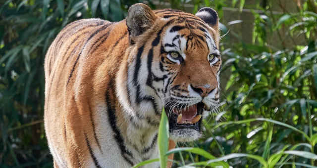 Tigre