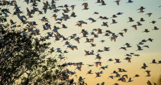 Biodiversidade Meio Ambiente