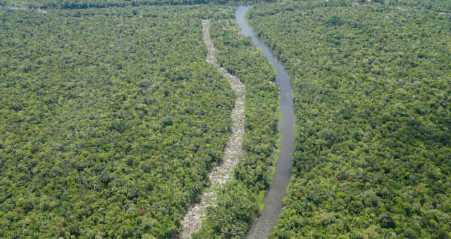 Floresta Amazonica