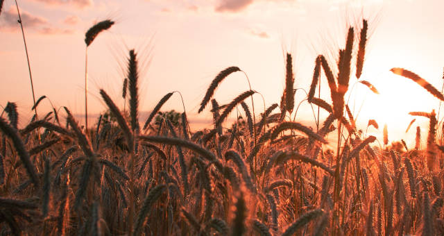 Trigo Grãos Agricultura