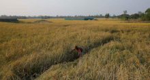 Arroz Grãos Agricultura