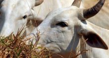 Agropecuária Boi Gado Carnes Agronegócio