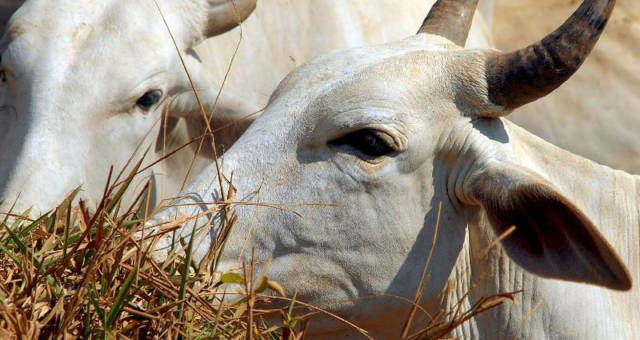 Agropecuária Boi Gado Carnes Agronegócio