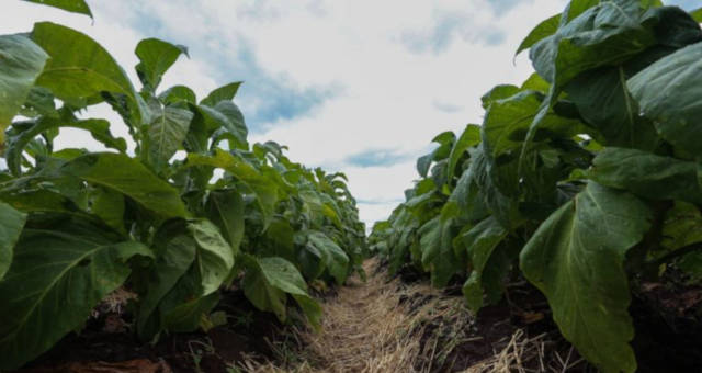 Plantação de tabaco