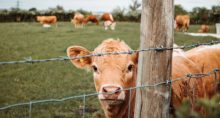 Boi Carnes Agronegócio Agropecuária