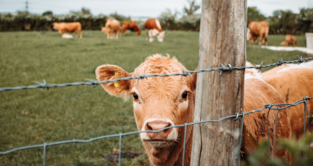 Boi Carnes Agronegócio Agropecuária