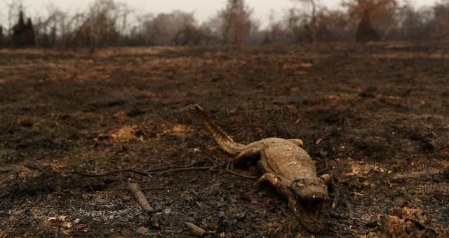 Pantanal Meio Ambiente Desmatamento Queimadas