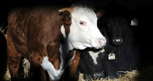 Gado Boi Carnes Agropecuária Agronegócio