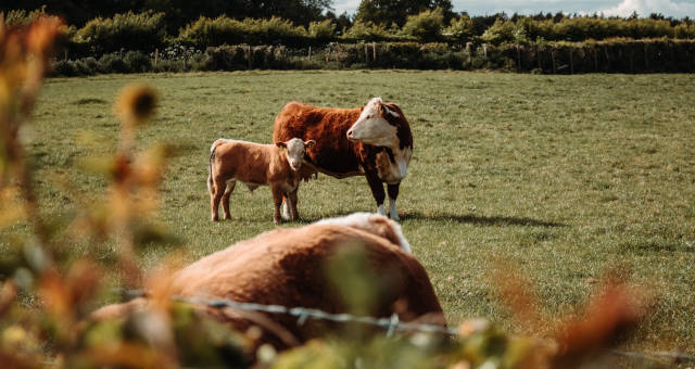 Boi Carnes Agronegócio Agropecuária