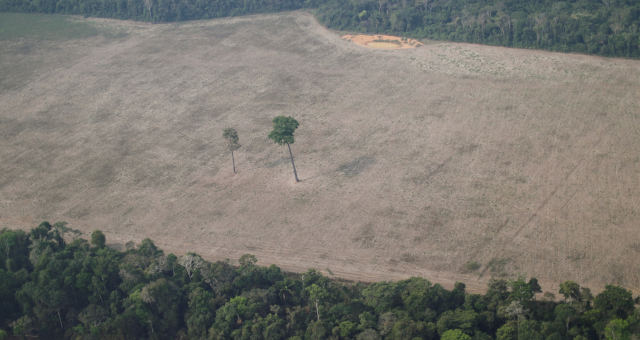 Desmatamento Amazonas