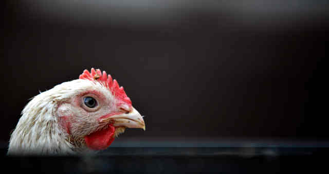 frango, carne de frango, aves, avicultura