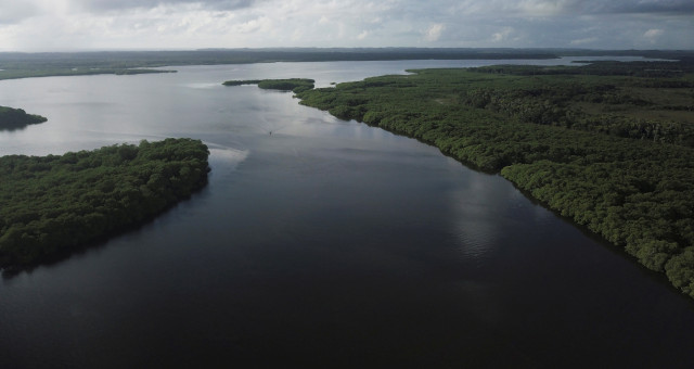 Manguezal no rio Caratingui, em Cairu, Bahia