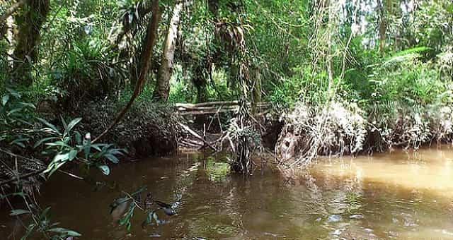 Miringuava,_São_José_dos_Pinhais_-_PR,_Brazil