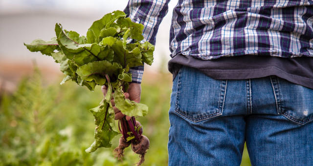 Agronegócio Agricultura