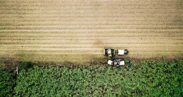 Cana-de-açúcar Agronegócio Agricultura