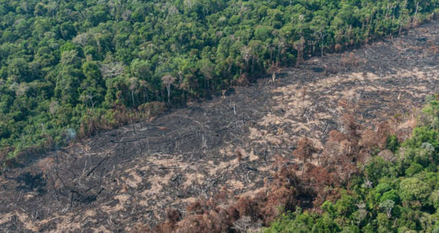 Amazônia Desmatamento Meio Ambiente