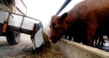 Boi Carnes Agropecuária Agronegócio