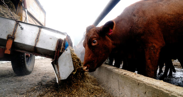 Boi Carnes Agropecuária Agronegócio