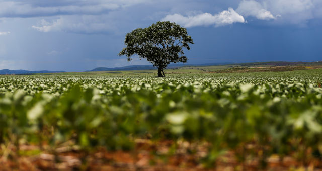 Soja Agricultura