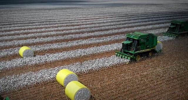 Agricultura, Agronegócio, Algodão, SLC Agrícola