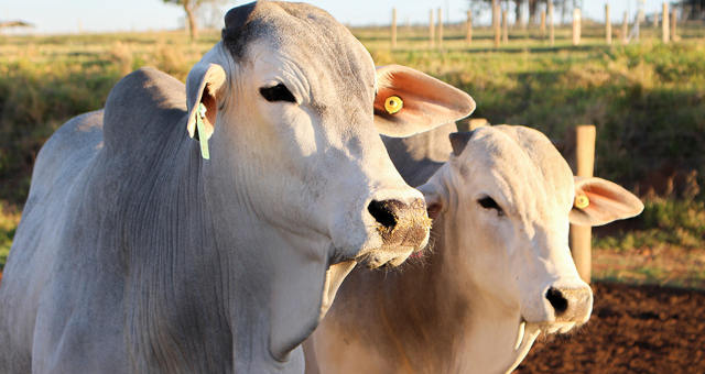 Boi Gordo Carnes Agronegócio ação agro