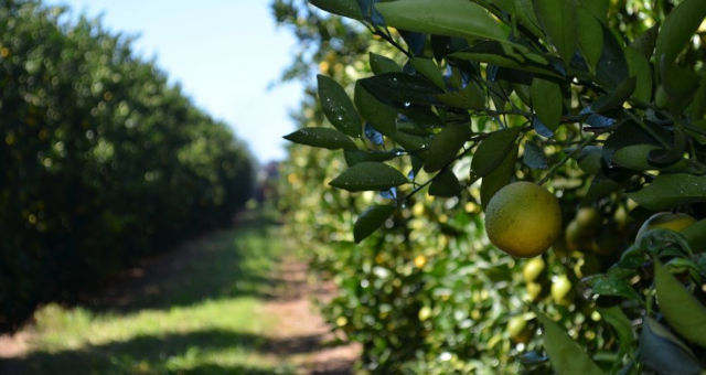 Laranja Citricultura