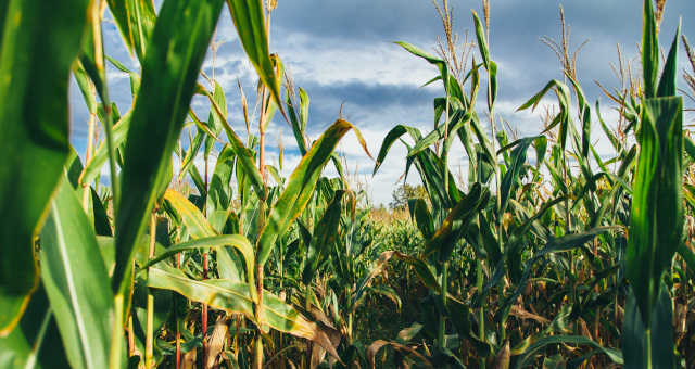 Milho Grãos Agricultura