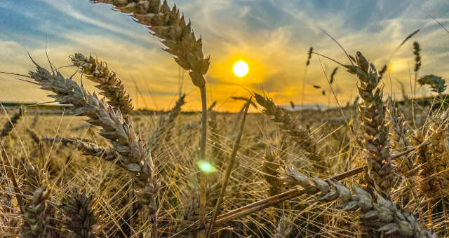 Trigo Grãos Agricultura