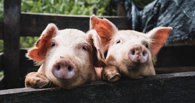 Suínos Porcos Carnes Commodities Agronegócio