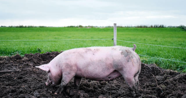 Suínos Porcos Carnes